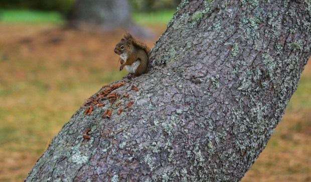 09okt2016_1161chipmunk
