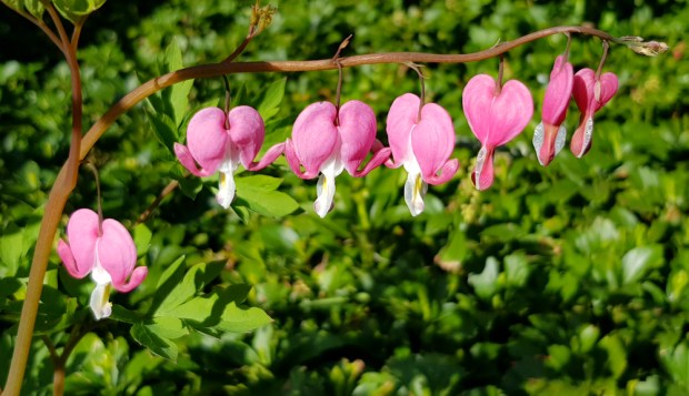 Nach Lauenburg060518_6