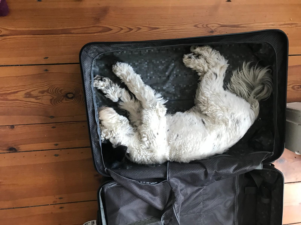 Edna im Koffer300918