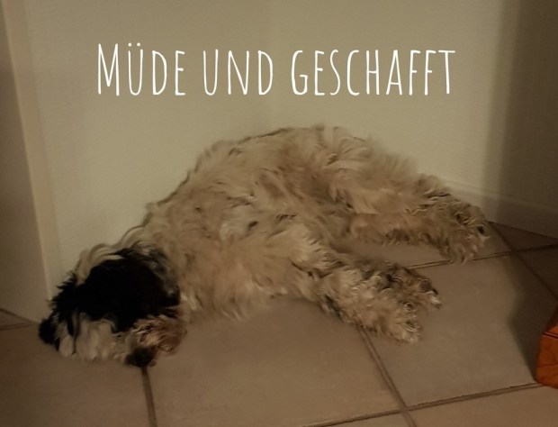 PSX_20181231_190819(41)